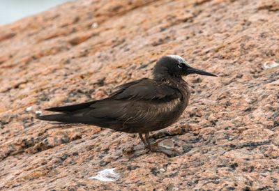 Black Noddy