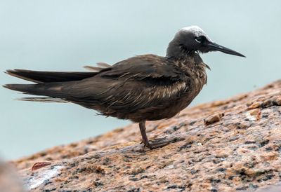 Black Noddy