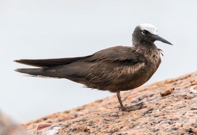 Black Noddy