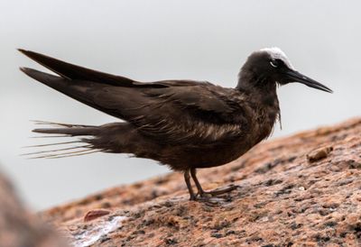 Black Noddy
