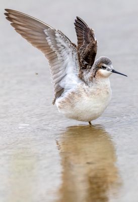 Wilsons Phalarope