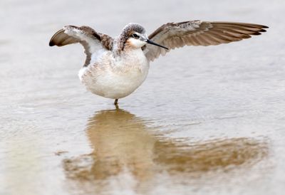 Wilsons Phalarope