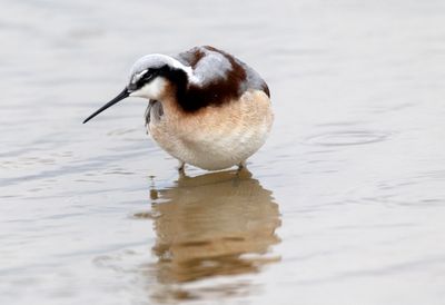 Wilsons Phalarope
