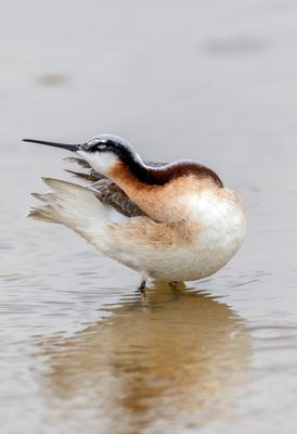 Wilsons Phalarope