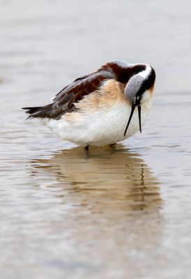 Wilsons Phalarope