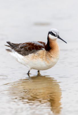 Wilsons Phalarope