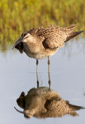 Whimbrel