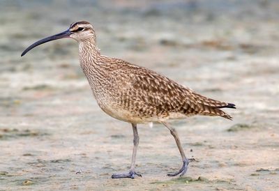 Whimbrel