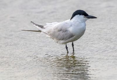 Gull Billed Tern