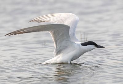 Gull Billed Tern