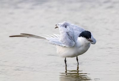 Gull Billed Tern