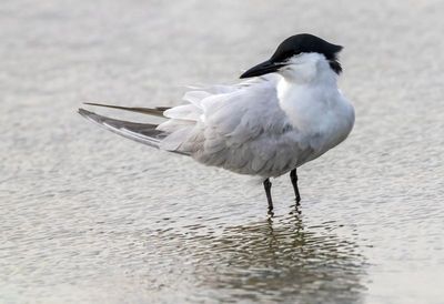 Gull Billed Tern
