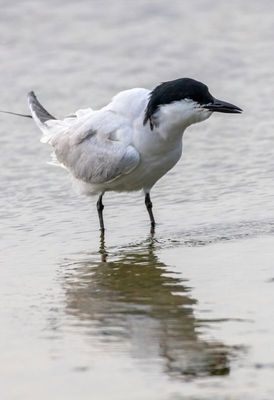 Gull Billed Tern