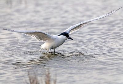 Gull Billed Tern