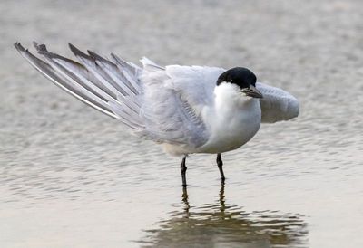 Gull-billed Tern