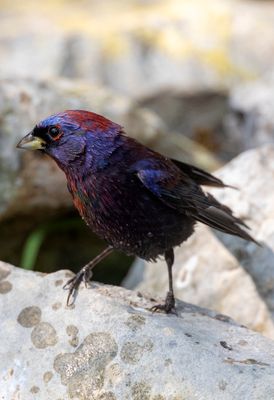 Varied Bunting