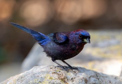 Varied Bunting