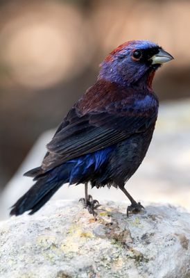 Varied Bunting