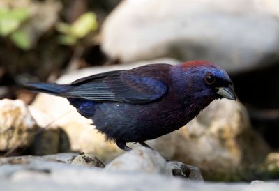 Varied Bunting