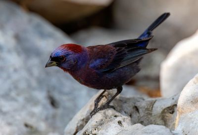 Varied Bunting
