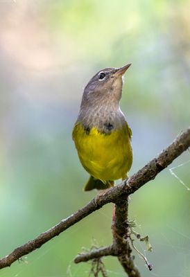 MacGillivray's Warbler
