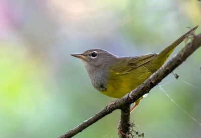 MacGillivray's Warbler