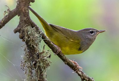 MacGillivray's Warbler