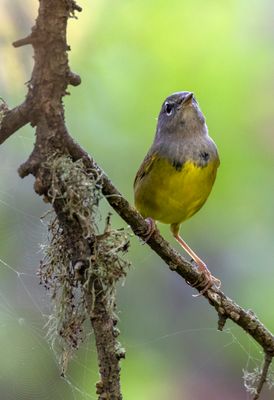 MacGillivray's Warbler