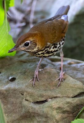 Wood Thrush