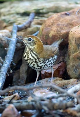 Wood Thrush