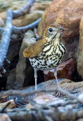 Wood Thrush