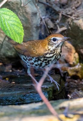 Wood Thrush