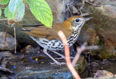 Wood Thrush