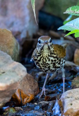 Wood Thrush