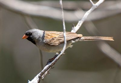 Black Chinned Sparrow