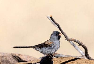 Black Chinned Sparrow
