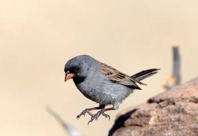 Black Chinned Sparrow