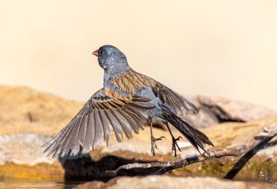 Black Chinned Sparrow