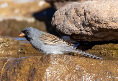 Black-chinned Sparrow