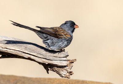 Black Chinned Sparrow