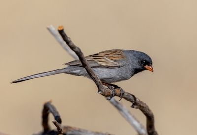 Black-chinned Sparrow