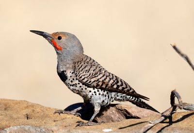 Northern Flicker