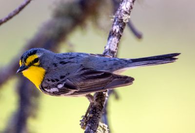 Warblers