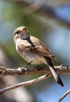 Gray Flycatcher