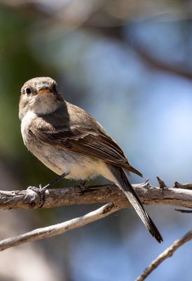 Gray Flycatcher
