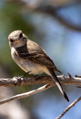 Gray Flycatcher