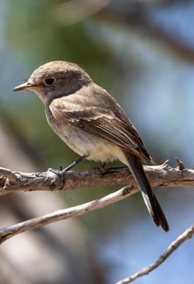 Gray Flycatcher