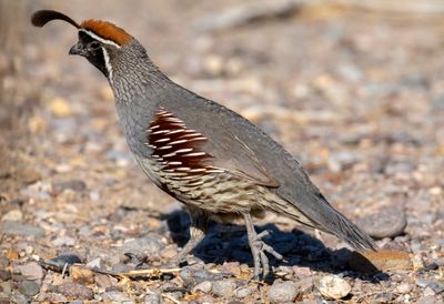 Gambel's Quail