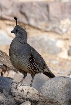 Gambel's Quail