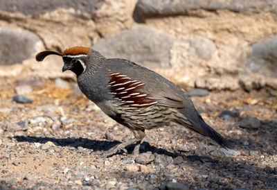Gambel's Quail